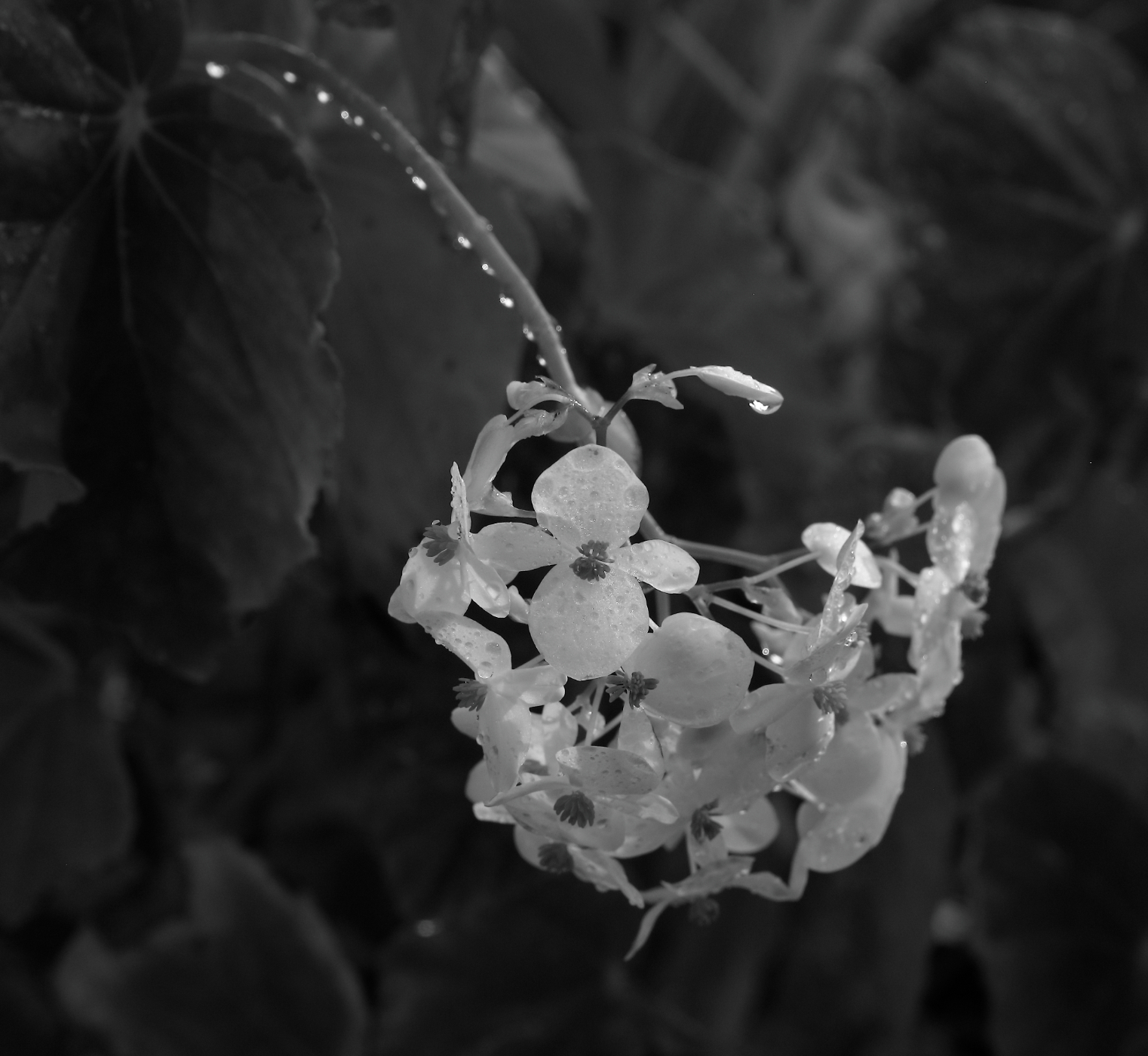 2019 09 06 HTP 90606ebw